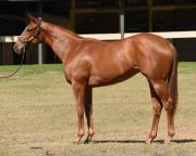 Hijos de sementales pocos conocidos sorprenden con tiempos estratosférico en la OBS de Ocala