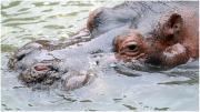 Murió Hipólito, el hipopótamo del Bioparque de La Plata