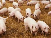 Se destinaron $13 millones a mejorar el sector porcino