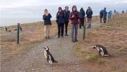 ¿Se están extinguiendo los pingüinos por el turismo? La ciencia dice que no