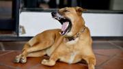 Qué significa que tu perro bostece luego de dormir y por qué es algo positivo