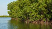 Mangrove Breakthrough: la alianza global que quiere blindar las costas frente a la crisis climática