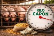 El sector porcino suma inversiones con una línea de crédito vinculada al valor de la carne
