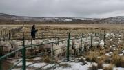 Cómo asegurar la recría ovina en la Patagonia