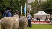 Continúa la 88° Expo Rural y 46° Feria del Carnero a Campo