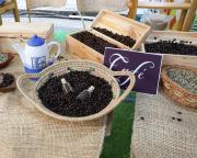 De La Guaira a Centroamérica: Empresa Caribbean Café realizó su primera exportación