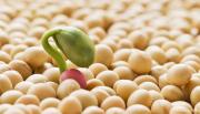 ¿Por qué Bolivia aprobó la nueva biotecnología para la soya después de tanto tiempo?