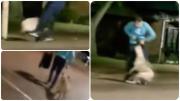 Maltrato animal en Pan de Azúcar: denuncian a un hombre que ahorcó y pateó a un perro
