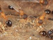 Descubren una especie de hormiga donde solo viven reinas y se reproducen sin machos