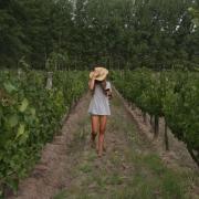 Vivir el tiempo de vendimia en Patagonia y asomarse al momento en que la uva se convierte en vino