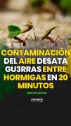 ????Contaminación del aire desata gu3rras entre hormigas en 20 minutos????