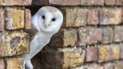 Si ves una lechuza blanca de noche, algo bueno está por pasar