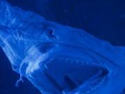 Solo se documentaron 250 en todo el mundo: pescadores recreativos encontraron vivo un tiburón duende a 900 metros de profundidad en Canarias