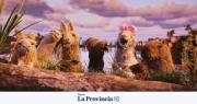 La divertida referencia a un famoso sanjuanino en “La llama que llama”, la microserie que es furor