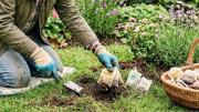 Colocar saquitos de té en el césped del jardín: por qué recomiendan hacerlo y para qué sirve