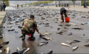 Qué es la lluvia de peces: de qué se trata este fenómeno y por qué ocurre