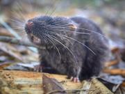 Descubren 27 nuevas especies en la selva peruana y sorprenden a los científicos