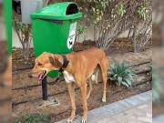 En Dubai, muchos dueños de mascotas tomaron una polémica decisión frente a la amenaza de la guerra: Es incomprensible