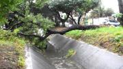 Acumulación de agua y árboles caídos: incidencias por las lluvias en la capital cruceña