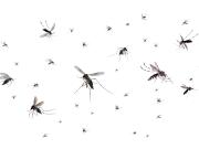 Científicos detectan que algunos mosquitos prefieren cada vez más la sangre humana