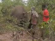 Una mujer tiró de la cola de un elefante herido y luego murió al ser pisoteada por el animal: el video