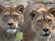 Sacrificaron a dos leonas de una especie extinta en estado salvaje: la explicación del zoológico tras la polémica que surgió en las redes