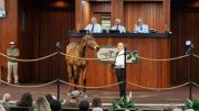 Conozca el hijo del semental Corniche que acaba de ser subastado en $1.350.000 en el primer día de Ocala Breeders’ Sale