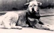 El perro que simboliza la lealtad: cómo es la historia del legendario Hachikō