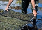 Sernapesca anuncia inicio de veda para ostión del sur y ostión patagónico desde el 16 de marzo