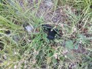 Lluvia de balas en una pool party con un muerto y varios detenidos