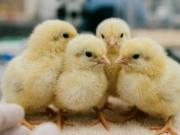 Un experimento revela que los pollitos tienen una habilidad que se creía exclusiva de los humanos