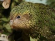 Temporada récord de reproducción de la única especie de loro que no vuela