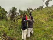 Encuentran una nueva especie de árbol y ya está en peligro de extinción