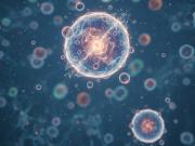 Susana Castro Obregón y un mensaje clave sobre la limpieza celular: La autofagia es fundamental para sobrevivir