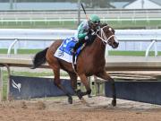 Mythical busca la gloria en el Any Limit Stakes este sábado en Gulfstream Park