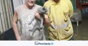 En Santa Lucía rescataron a una gata que estuvo 5 días en un árbol
