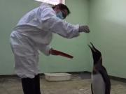 Curioso hallazgo: apareció un pingüino subantártico en la orilla del río de La Plata en Vicente López