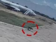 Un perro se escapó de un avión, corrió por la pista e interrumpió un aeropuerto