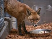 Un zorro rojo viajó de polizón en un barco desde Inglaterra hasta EE.UU.