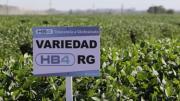 Expertos alertan sobre uso de herbicidas más tóxicos e impactos sanitarios y ambientales con la soya HB4