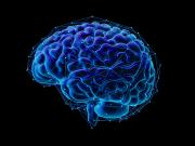 Hallan una sorprendente explicación sobre la causa del deterioro de la memoria a medida que pasan los años