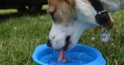 Cómo evitar la deshidratación en perros y gatos durante el calor: claves para proteger a tu mascota