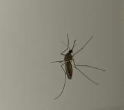 Sedes impulsa mega campaña de limpieza en Tarija para eliminar criaderos de mosquitos