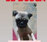 SE BUSCA cachorrita Pug: Extraviada en el barrio Teotiste de Gallegos al norte de Maracaibo