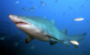 ¿El tiburón bacota es peligroso? Qué se sabe de los 100 ejemplares que vieron en Río Negro