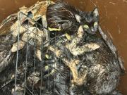 Abandonó a 23 gatos en un contenedor y aseguró la para que no escaparan: Fueron aplastados y asfixiados lentamente