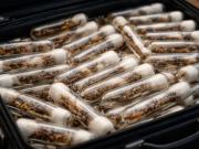 Tráfico ilegal de hormigas: detuvieron a un hombre con más de dos mil ejemplares vivos en su equipaje