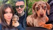 Wanda Nara reveló la maldad de Mauro Icardi con sus perros “abandonados”