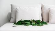 El truco del laurel que se volvió viral en el Feng Shui: para dormir mejor y atraer dinero