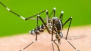Confirmaron el primer caso de dengue autóctono en Córdoba Capital. ¿Habrá más casos?